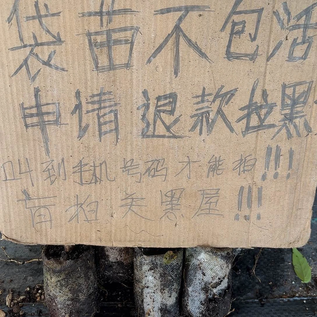 冰***月当前无花朵，栽培后可花朵袋苗盲盒12颗不包活