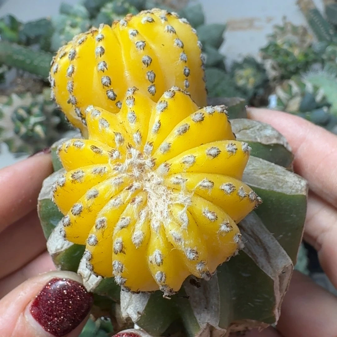 【闪购商品】无花朵双头苗接奇特球锦
