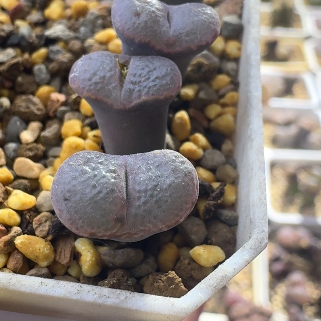 107号双头全窗勋章一物一拍