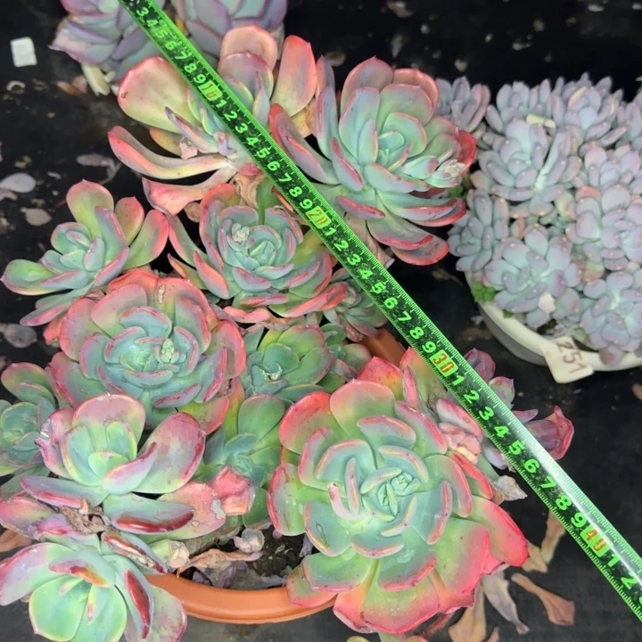 夕雾350 多肉植物一物一拍