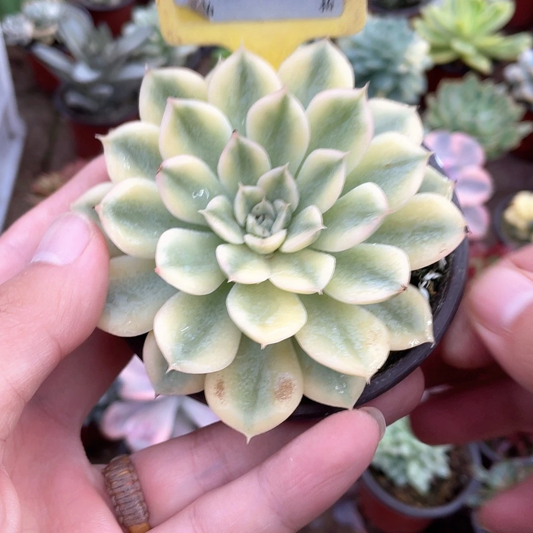 月亮1131号多肉植物