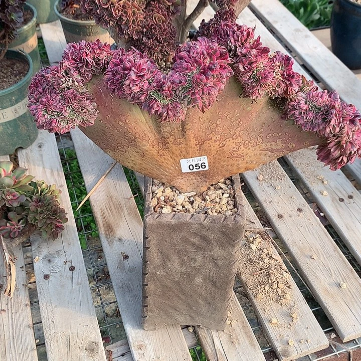 哒****056洪桐超白一颗颗