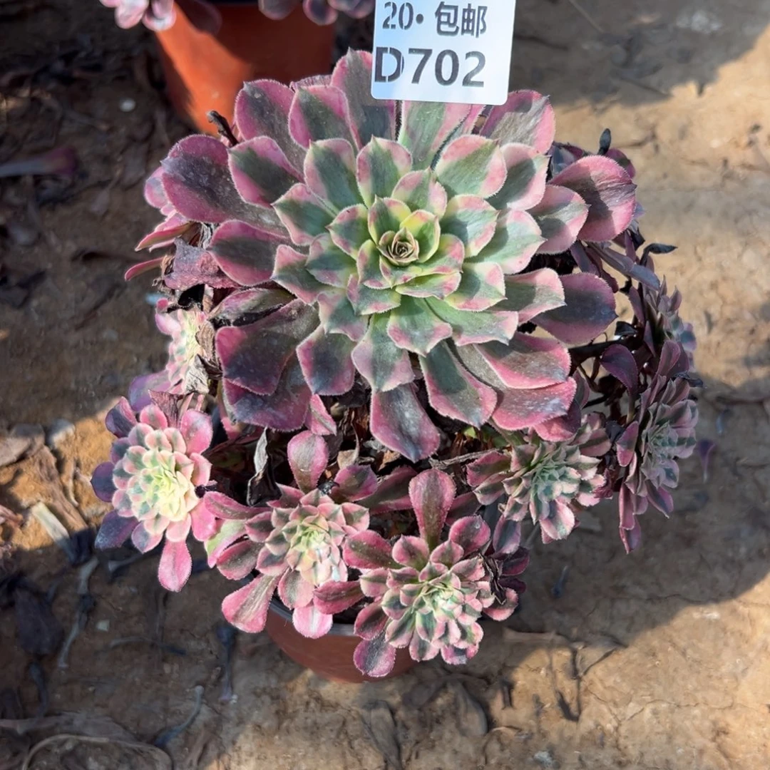 702红铜白，满20包邮