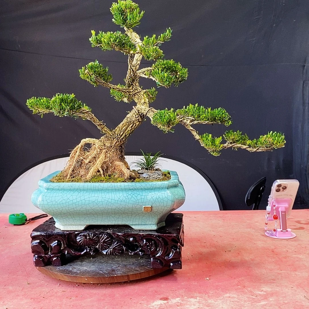 无花朵广东皱皮雀舌黄杨盆景
