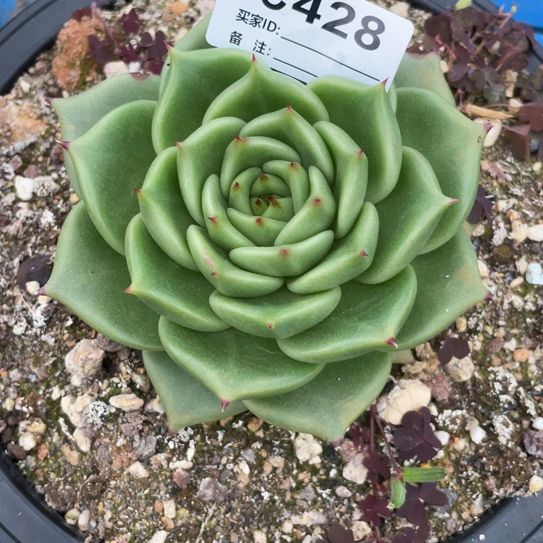 若如东云单拍C428