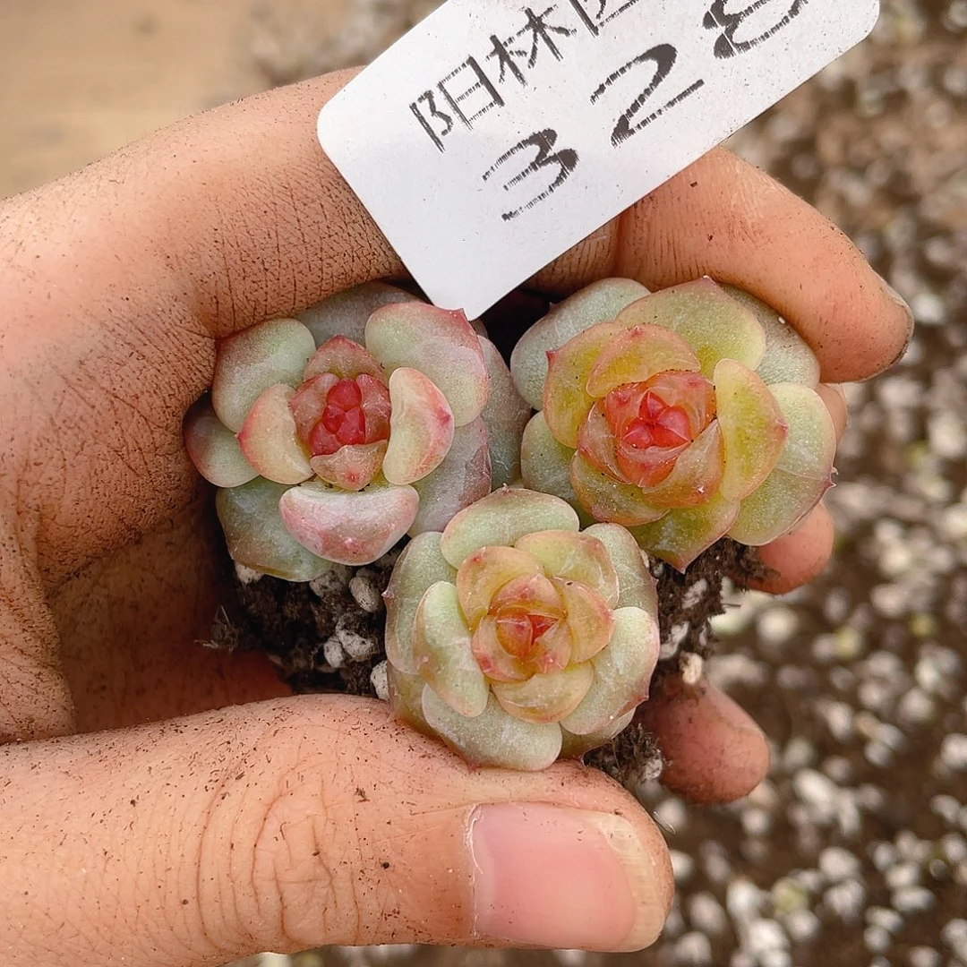 多肉植物多肉植物328