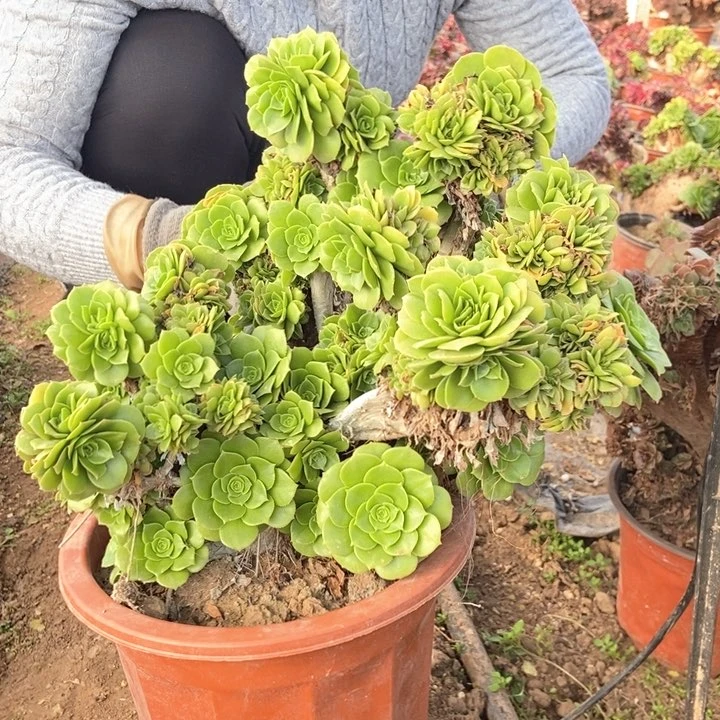 小****西367绿杨蓉缀化老桩