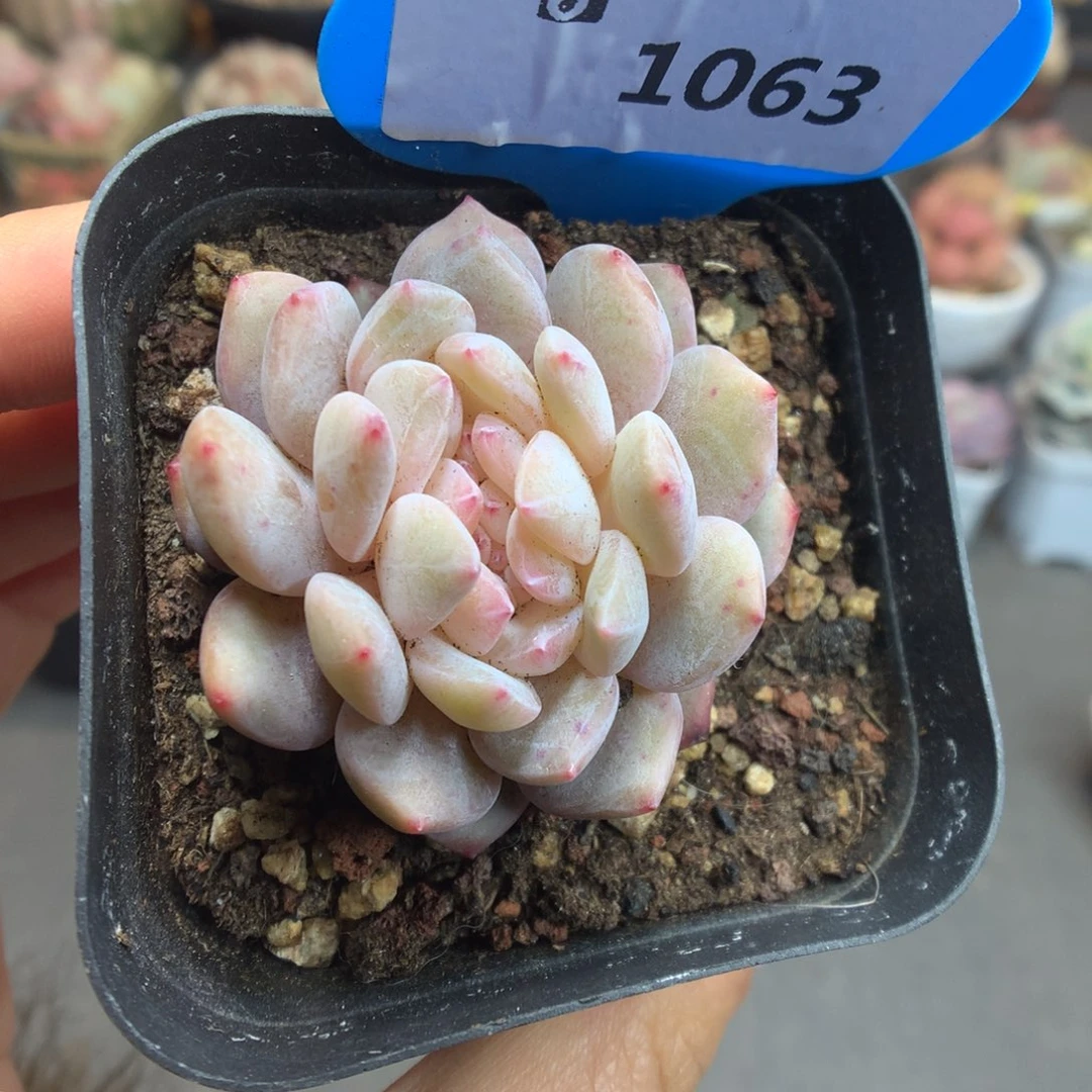 1063新年快乐雪天使缀化多肉