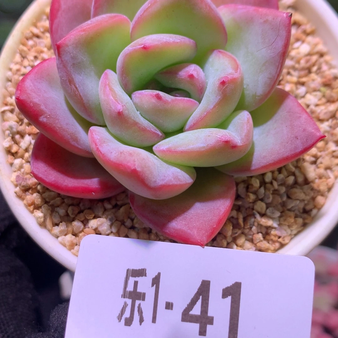 乐然1 -41 草莓泡芙
