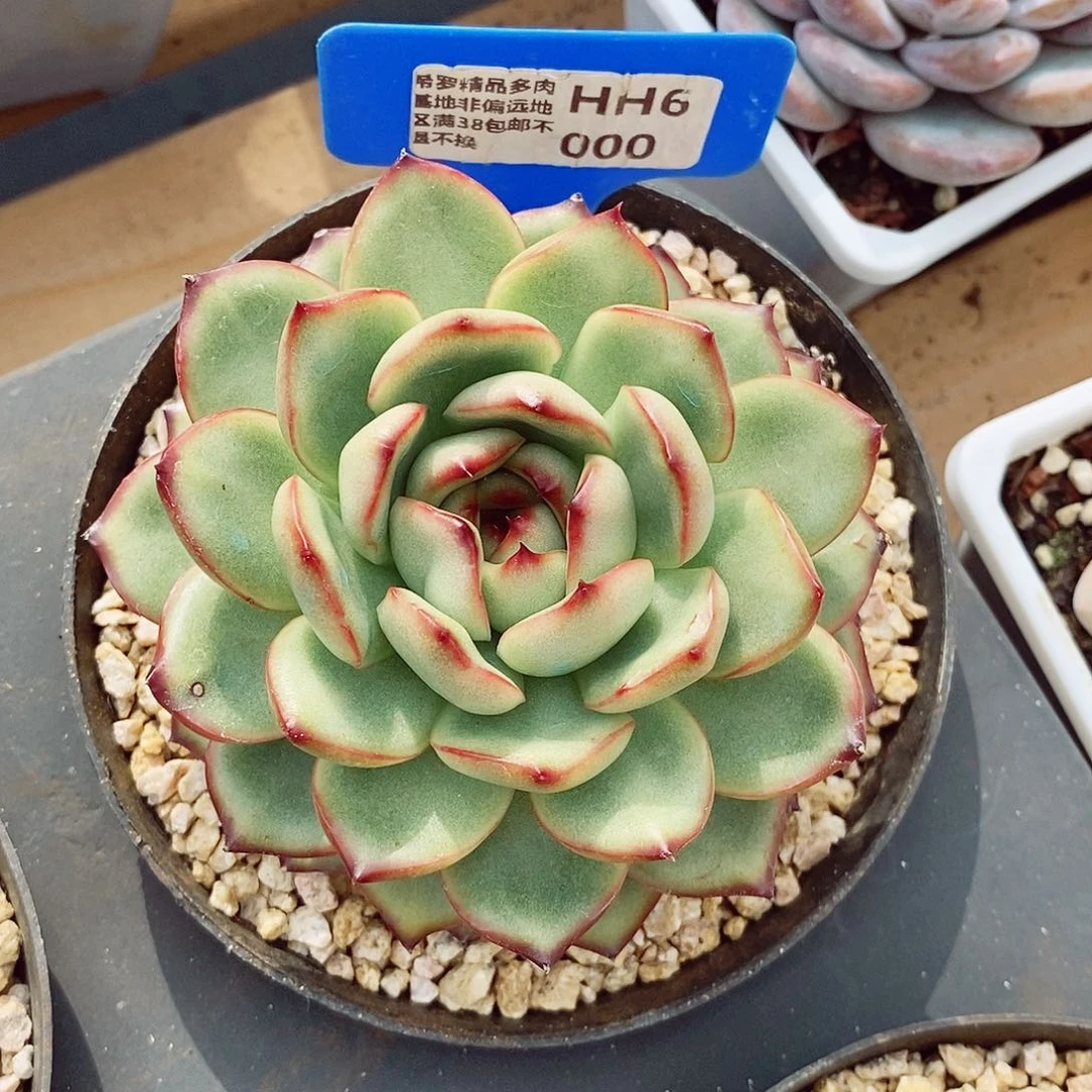 唐*万宝龙8-10cm多肉植物