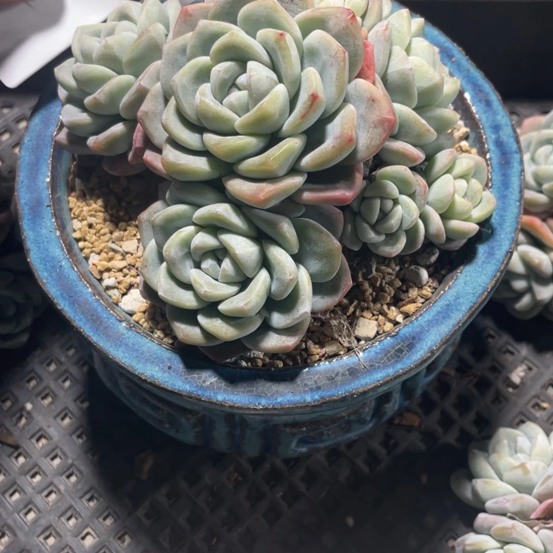 我是专拍冰玉群生多头