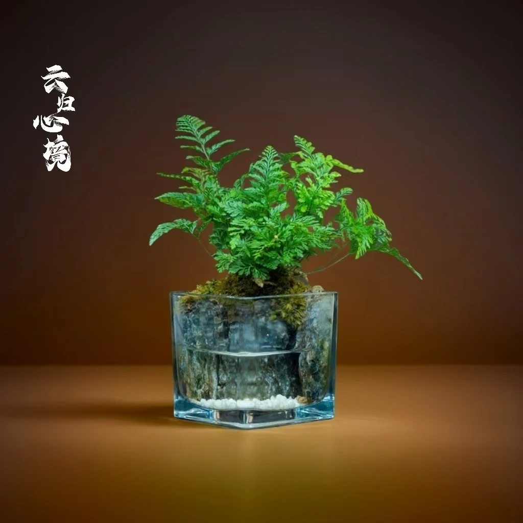 【云归】狼尾-狼尾蕨尺寸8.8厘米成品创意绿植景观