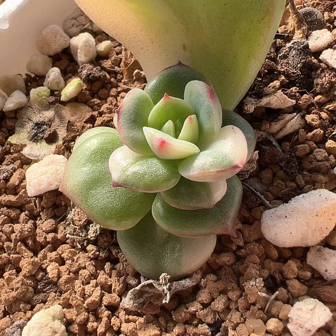 三文鱼锦 小方花圃一物一拍