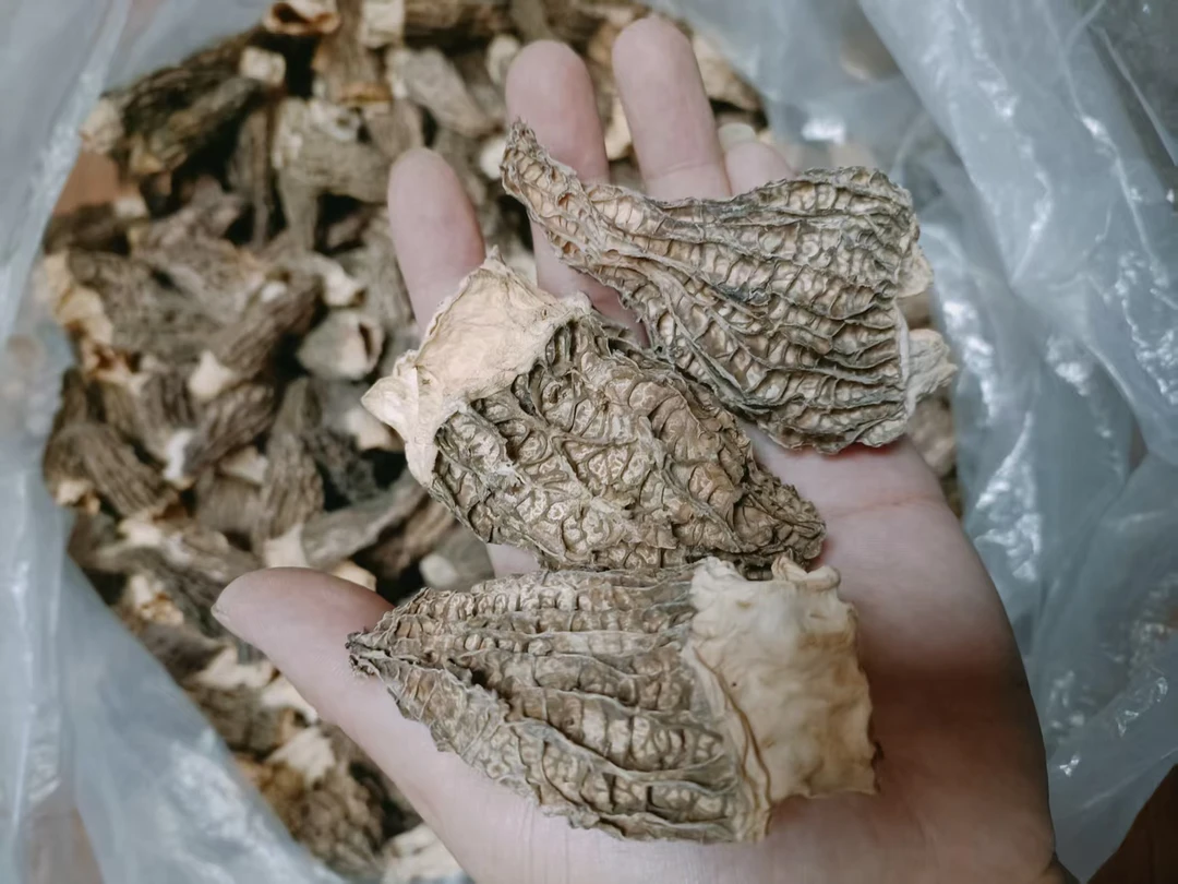捡漏价！丑菇羊肚菌 5-8公分 煲汤自用实惠好货！