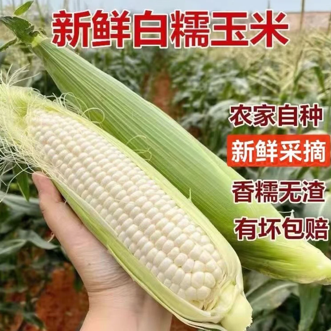 莆田农家韩剧新鲜采摘白甜糯玉米棒带壳带叶新鲜采摘发货粘糯软糯