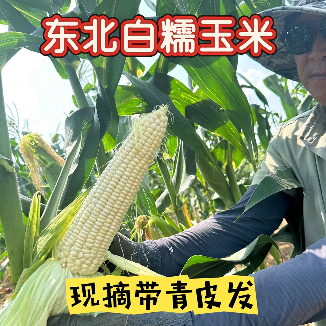 东北白粘糯玉米清甜可口