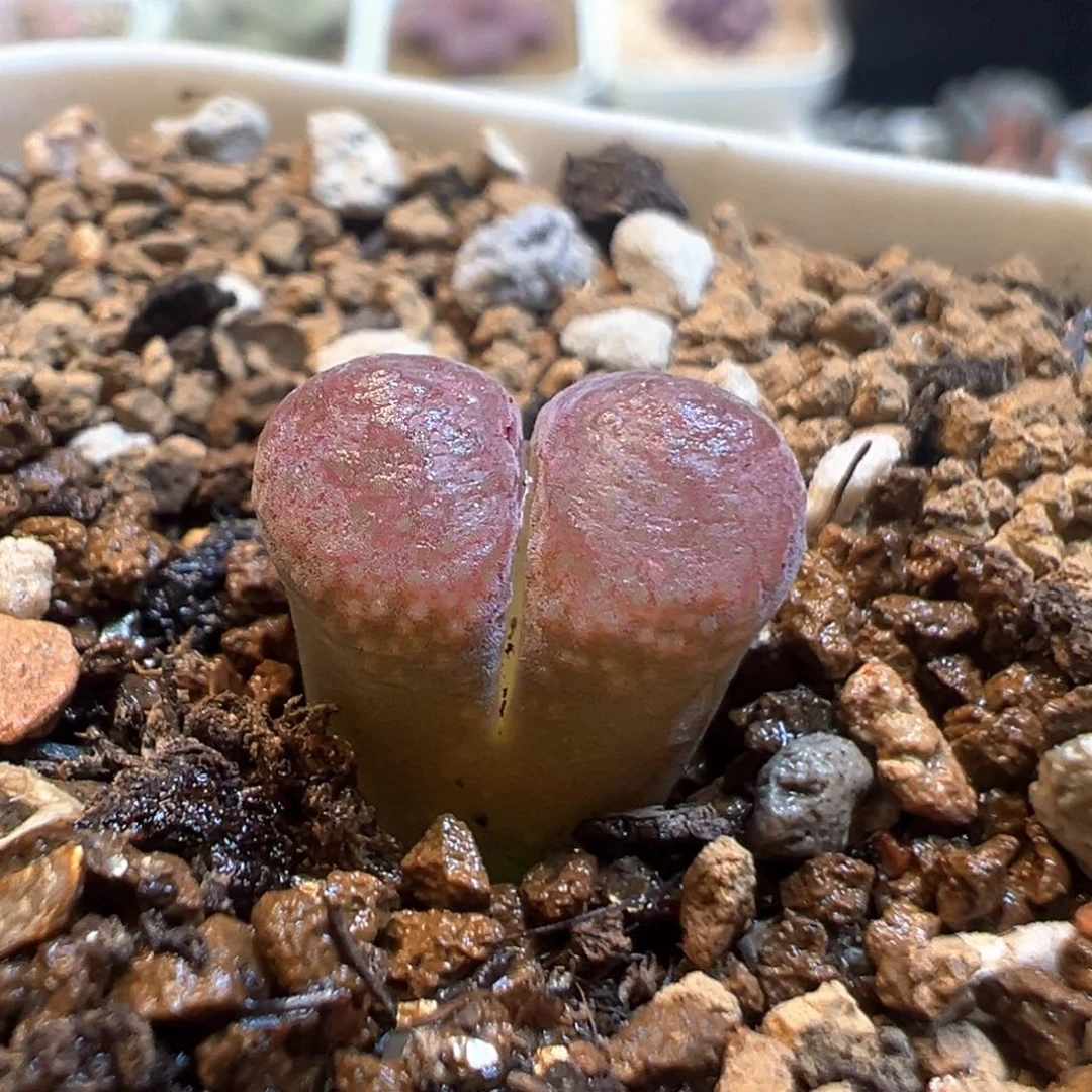 308多肉植物百科知识