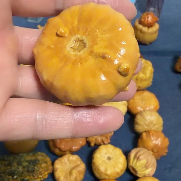 峰***哥墨西哥七彩疙瘩葫芦瑕疵不退货