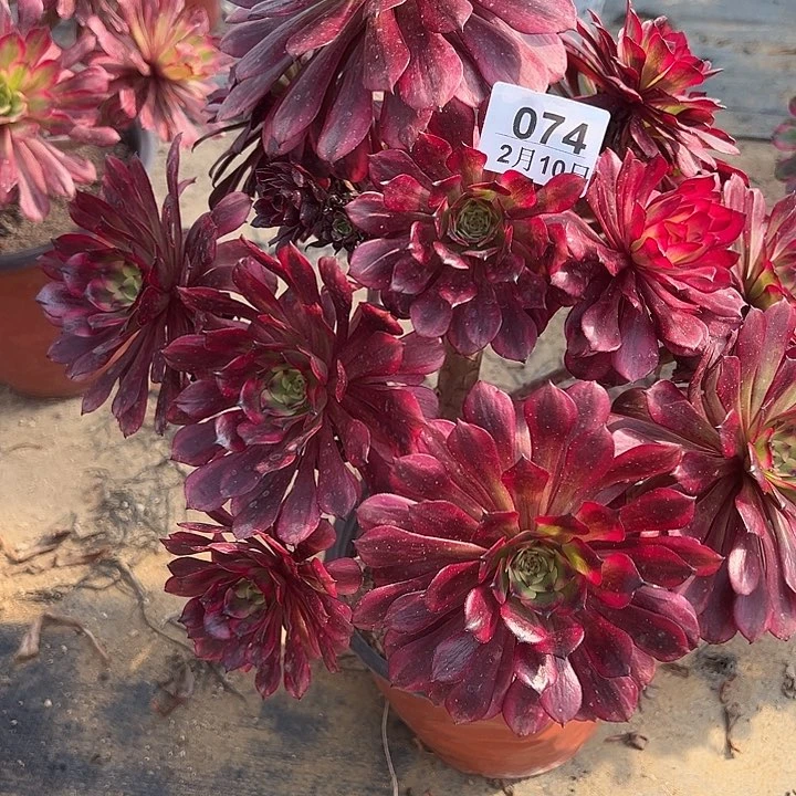 2.10-74美肌多肉植物