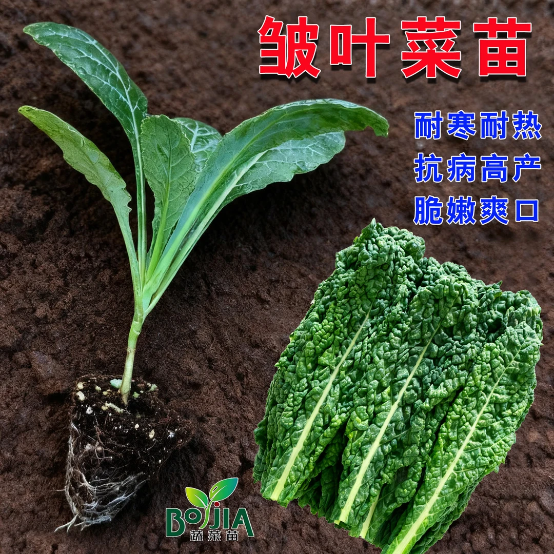 高端低脂皱叶菜苗黑宝石羽衣甘蓝生吃榨汁特色沙拉蔬菜摆盘菜火锅