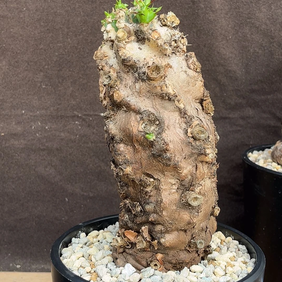 优选产地火山大戟，熟桩