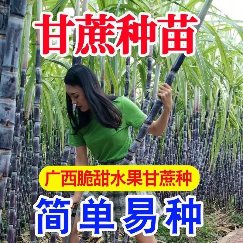 【广西黄金水果甘蔗种苗】脆甜黄皮种苗种植室内造景绿植易活