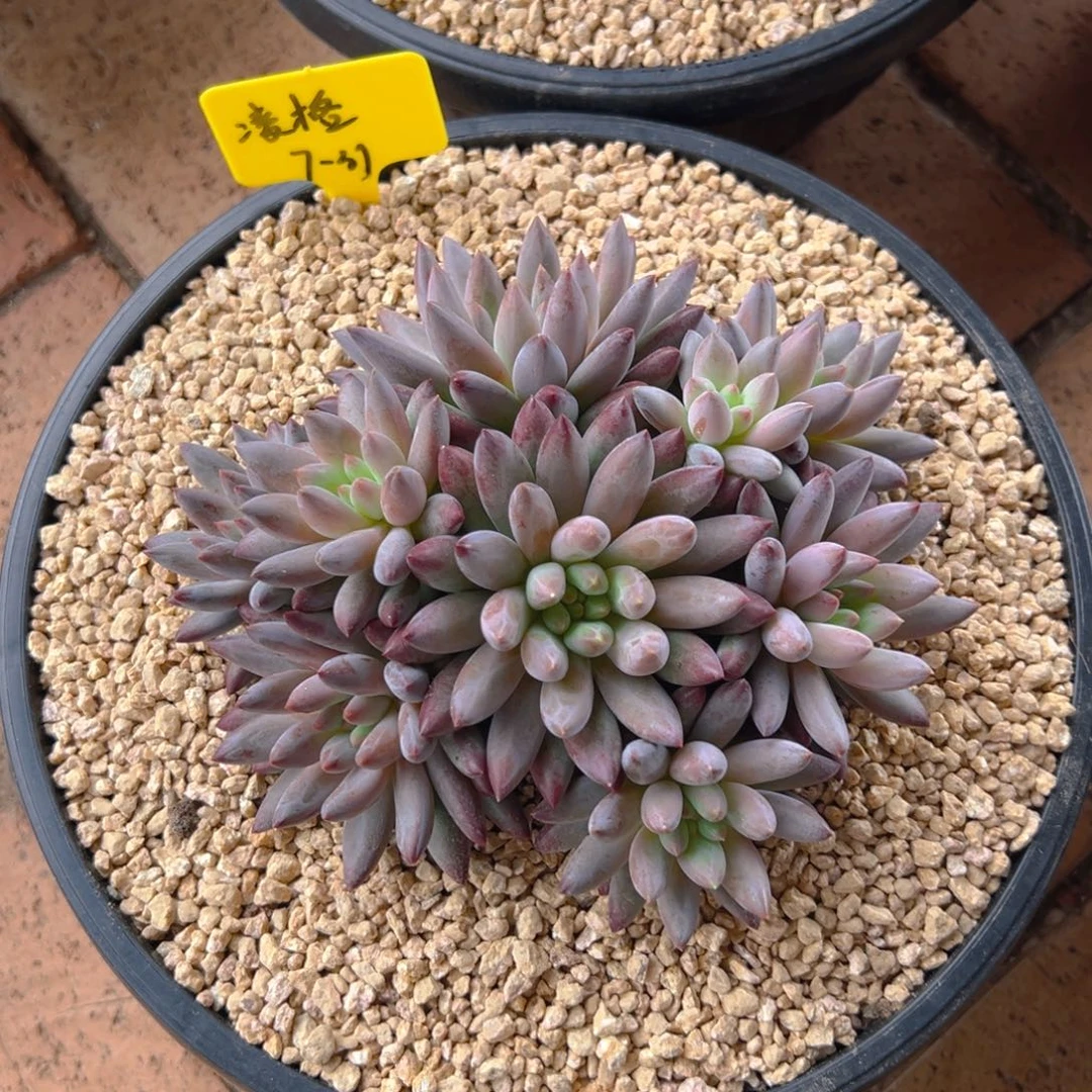 寄养，11111111111111111