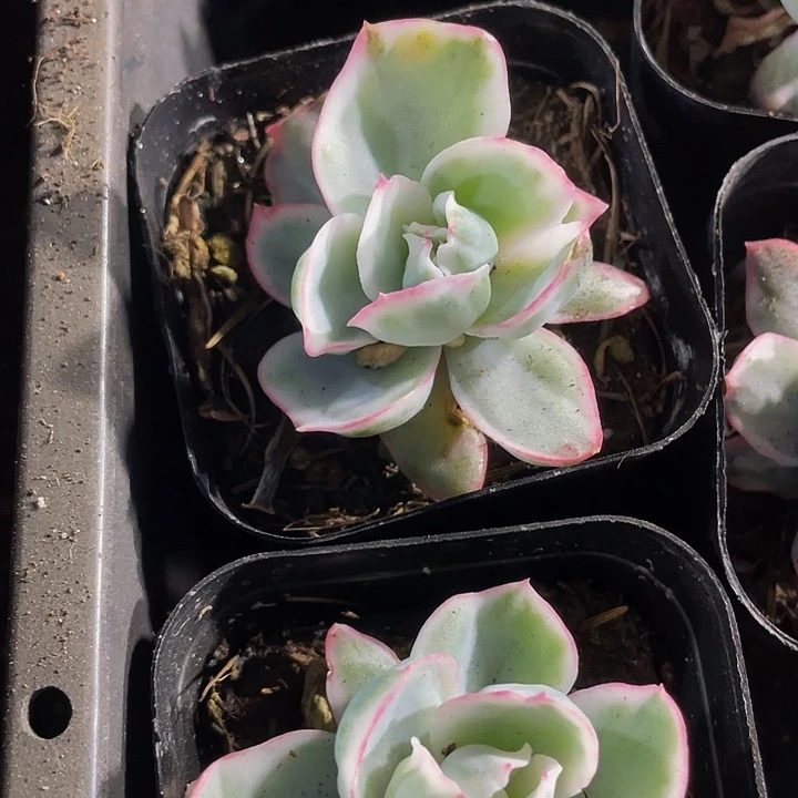 伯克利锦4.8带盆土发