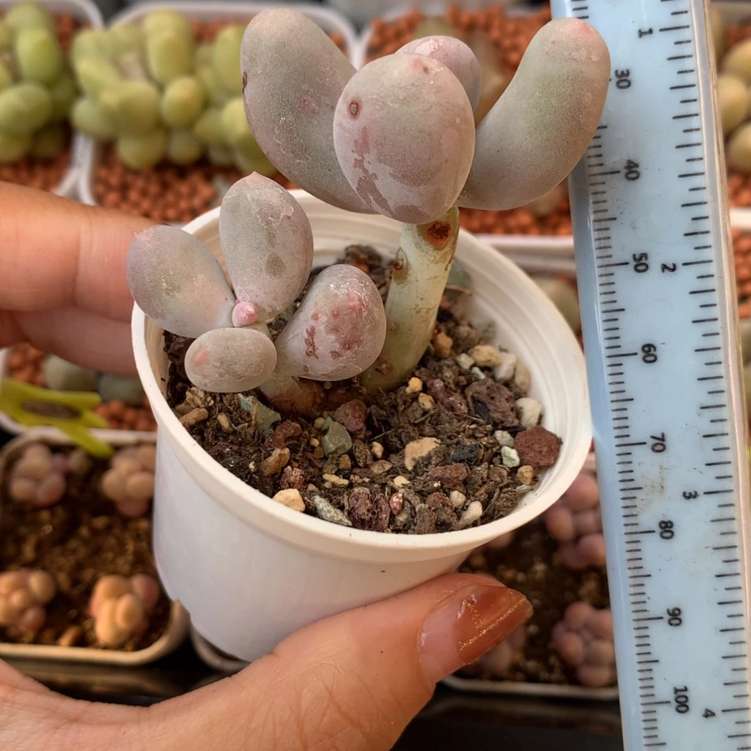 米可奶 不凑满28元发一片叶 不售后 到付