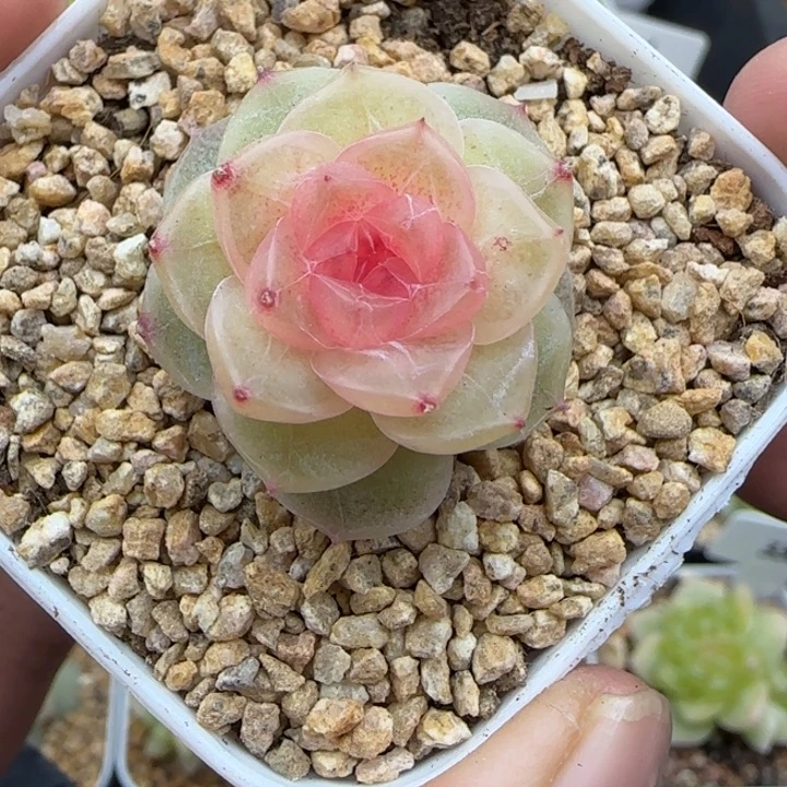 579号仙音风花雪月系列