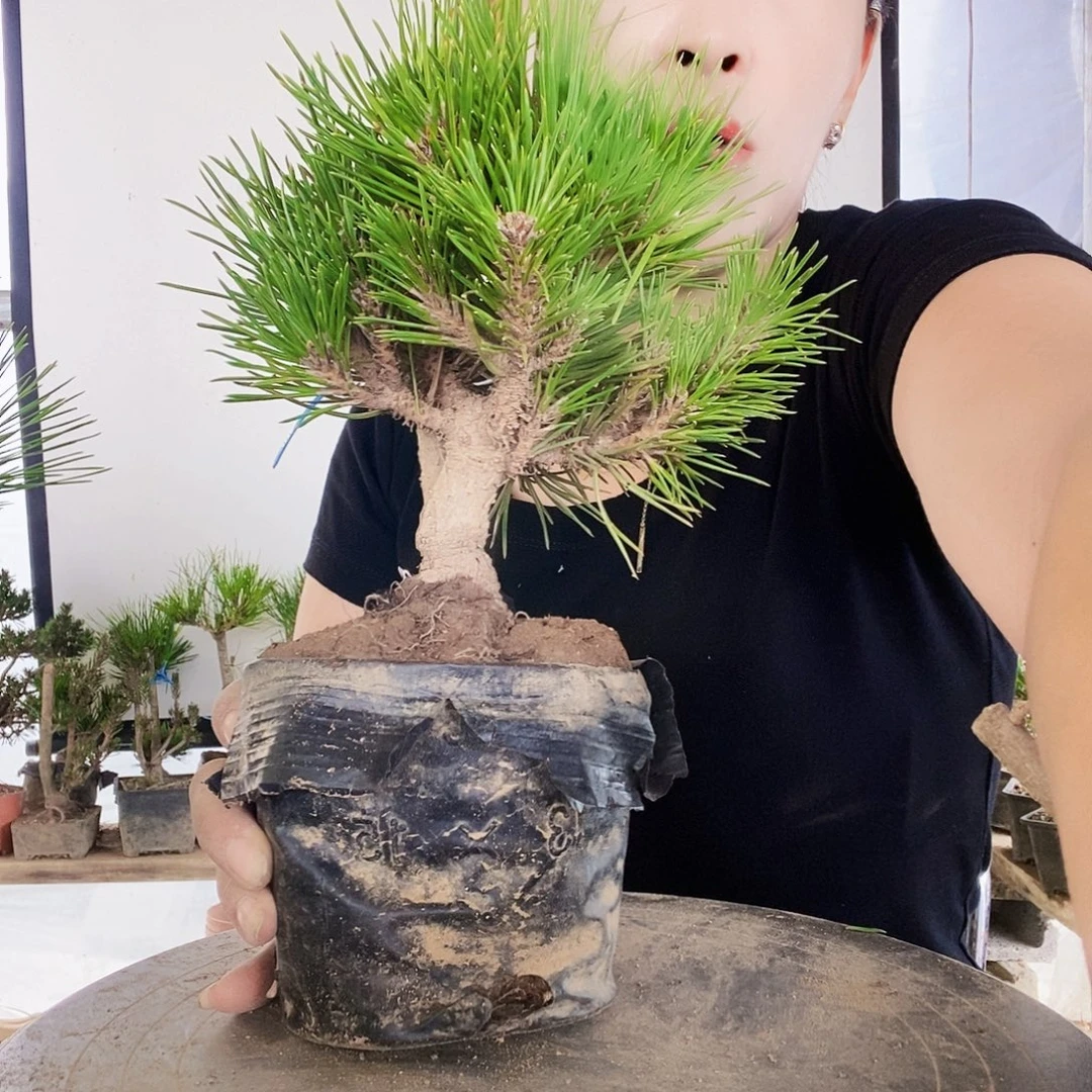 无花朵植物形态多年生草本