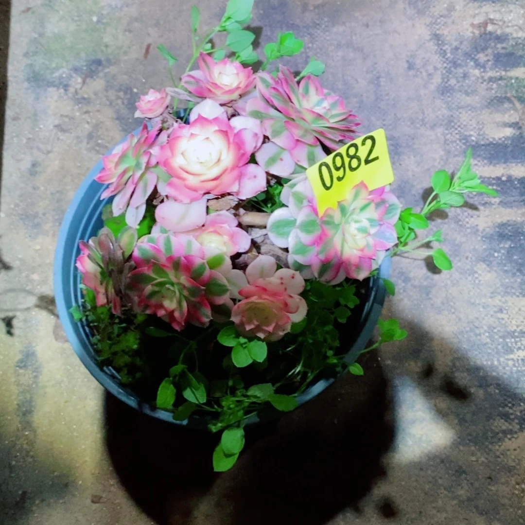 小倾城多肉植物982