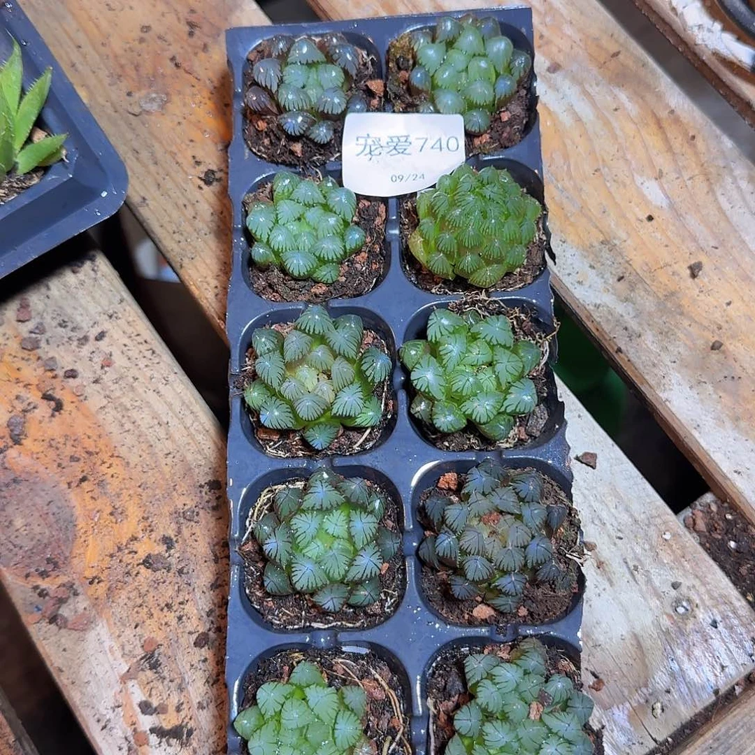 直播福利一物一拍740