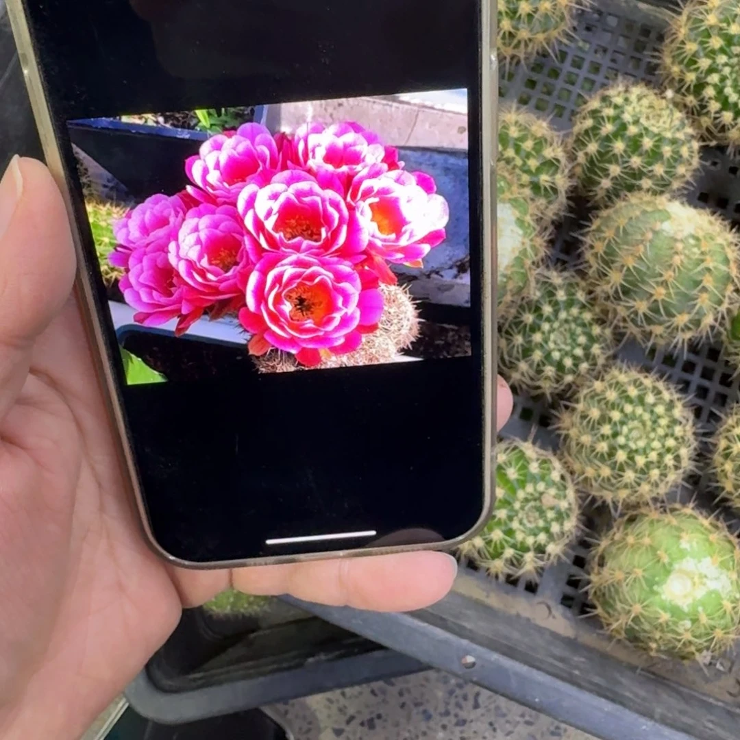 245丽花赛牡丹歪无根侧牙3公分左右，20包邮
