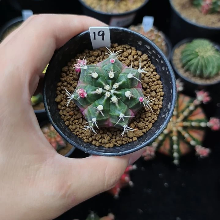 泡泡糖侧芽自根带盆土发货