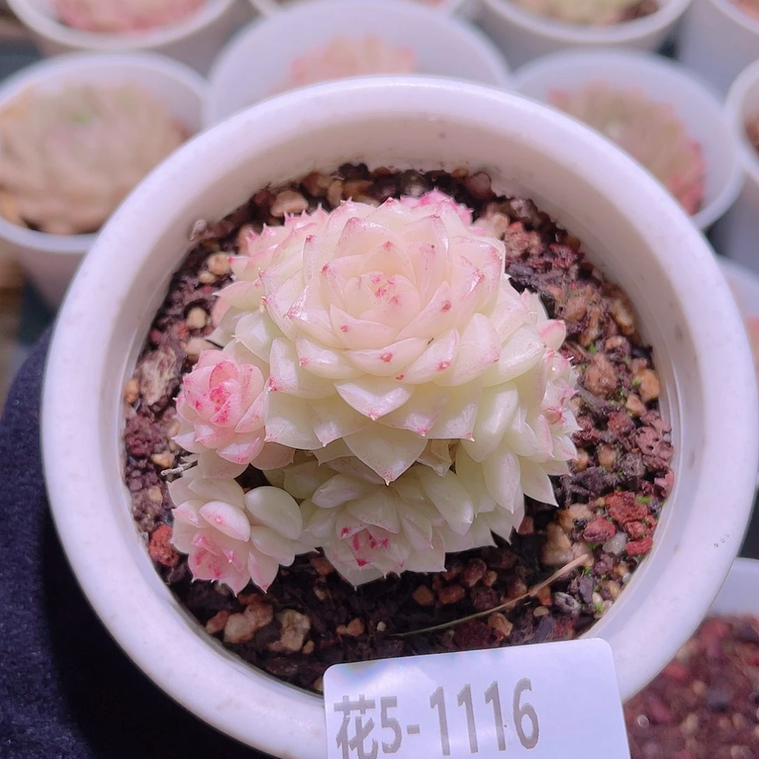 花利美5-1116白天鹅