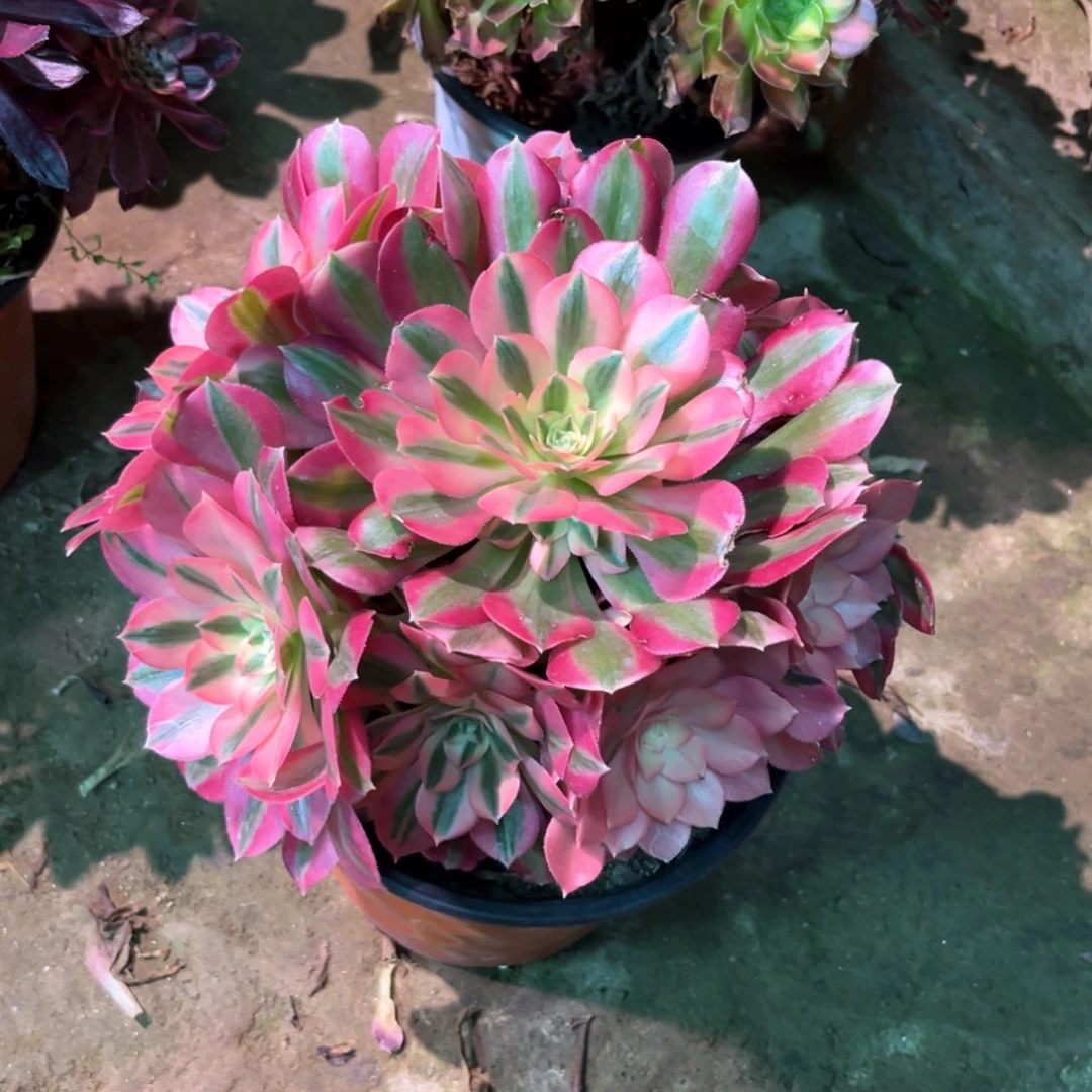 多肉植物女巫671