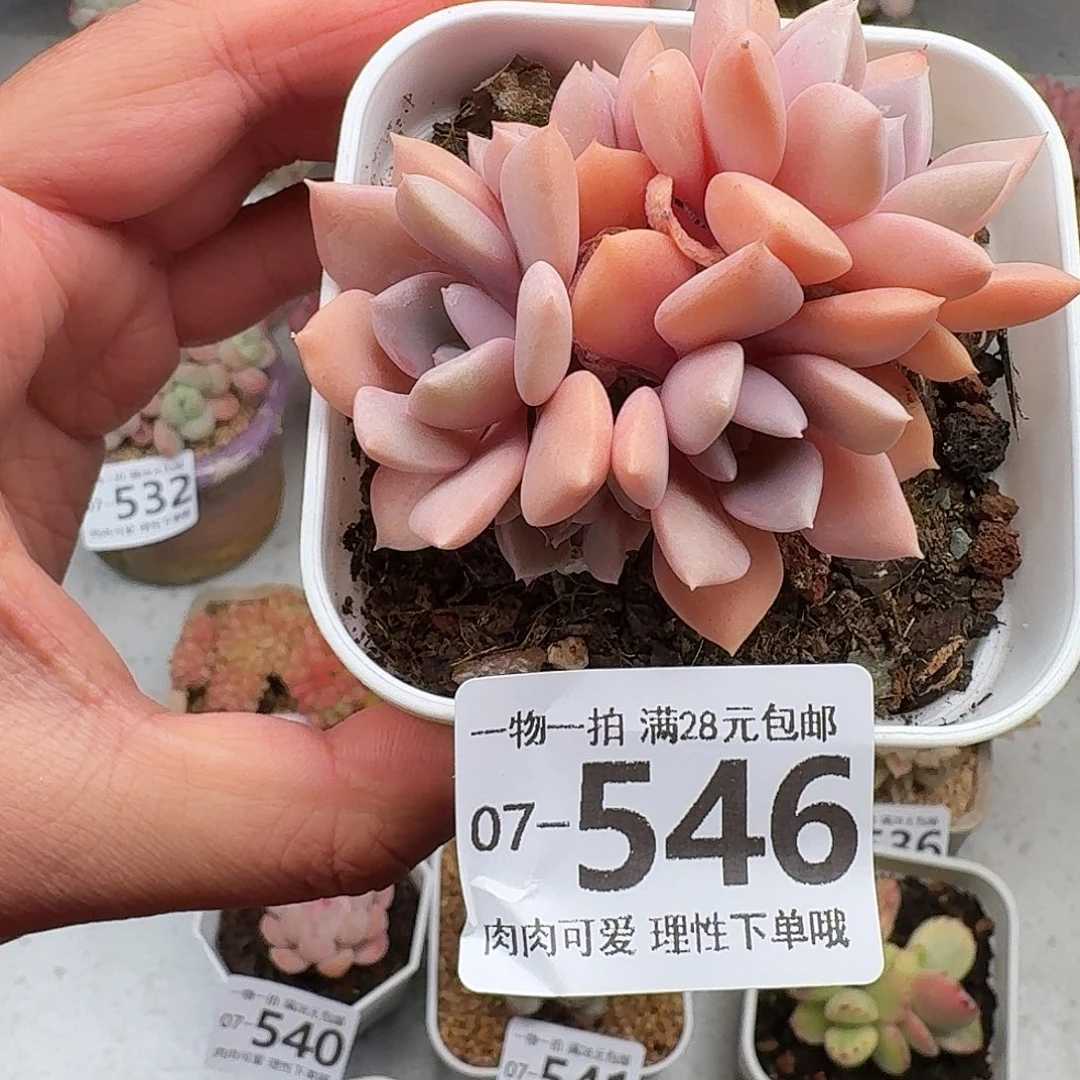 黛比无盆土发货无盆