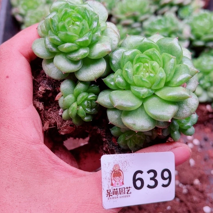 多肉植物多肉植物