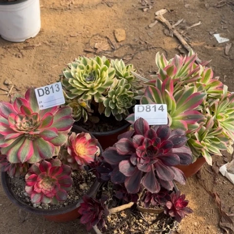 多肉植物倾成香奈儿四个