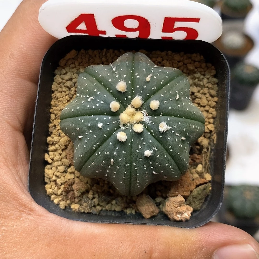 495开播福利特价来了