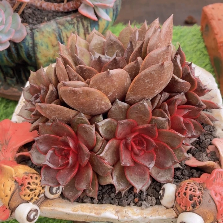 多肉植物红玫瑰-4