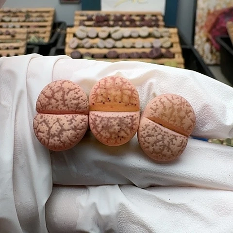 3189，源氏玉带锦脱土发货