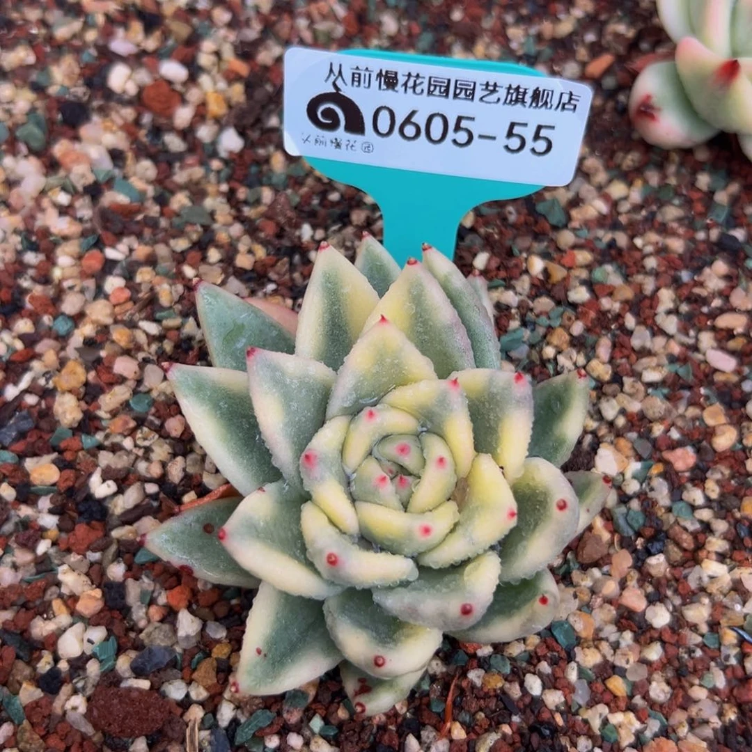 欢**2多肉一物一拍0605-55用卷