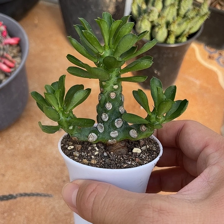 无花朵猪鼻大戟无刺霸王鞭