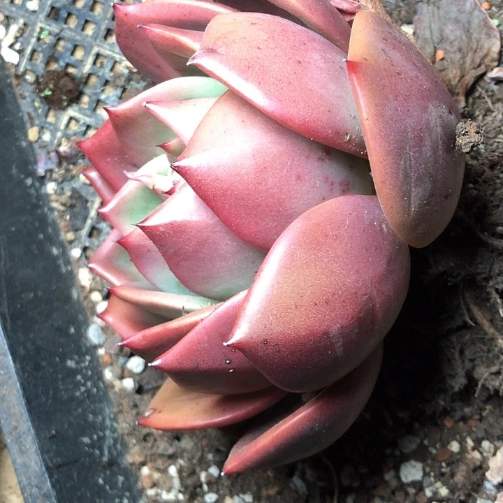 刘*630//////////////////