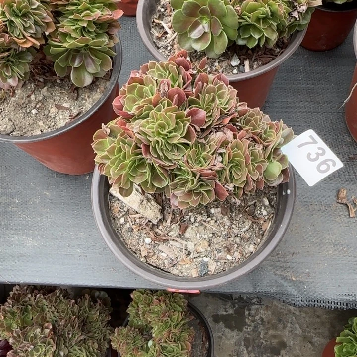 漫***漫多肉植物玫瑰缀736