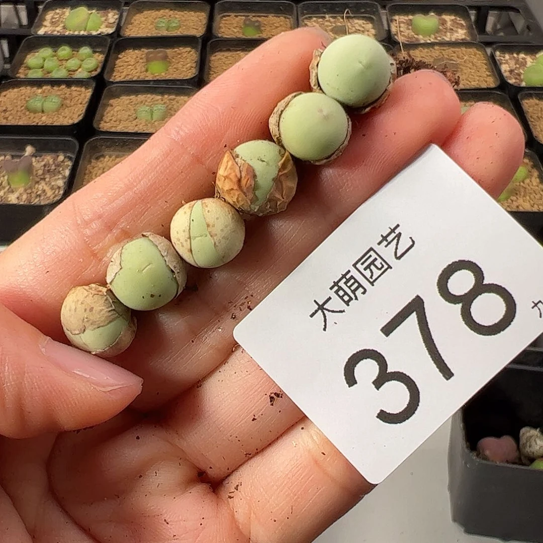 一物一拍           378