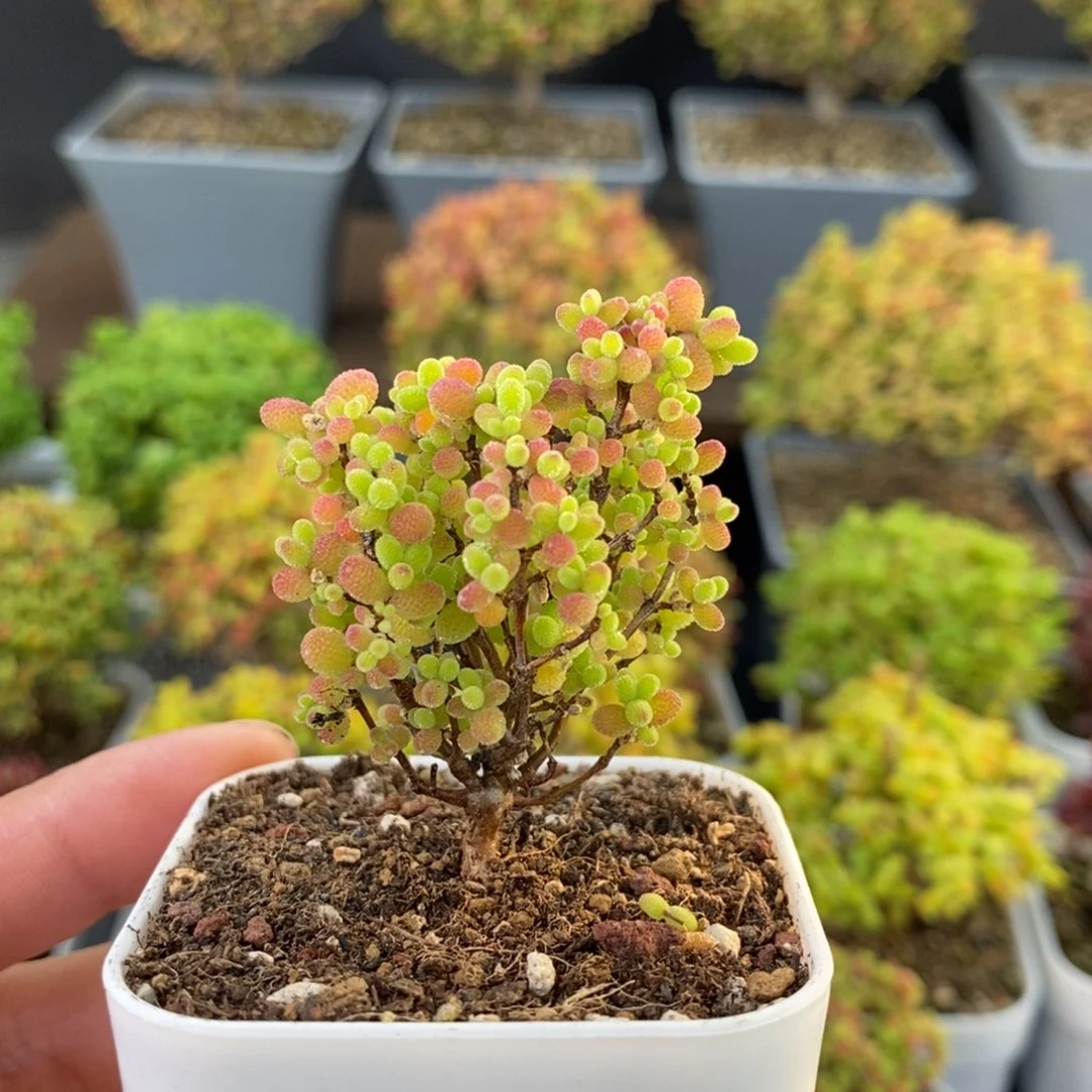 975蜜橘糖球 。