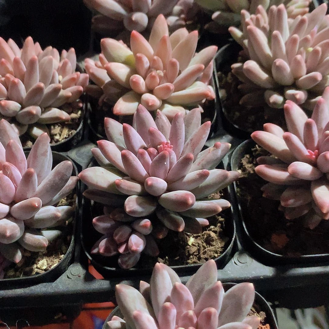 乌拉克拉34688990000